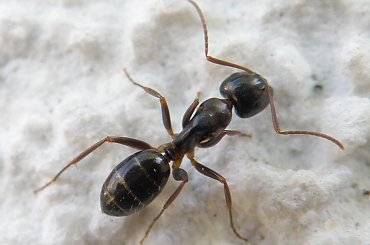 PZK - Mrówka na tynku - makro #makro #mrówka #tynk #ściana #pzk