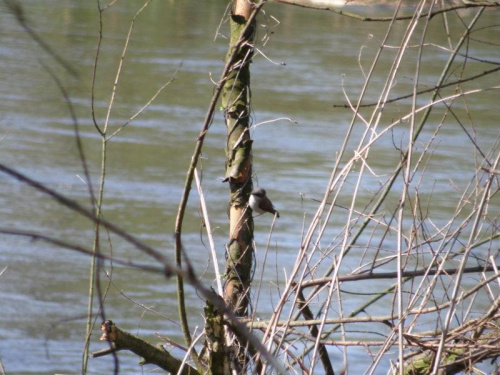 #zielone #wiosna #ptak #ptaszek #rzeka #rzeką #łąka #qso