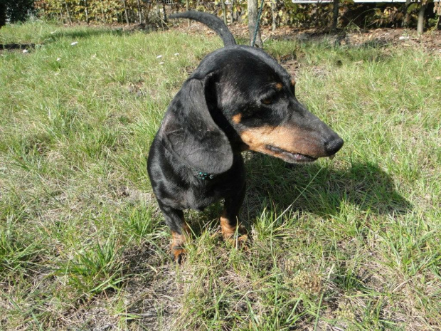 Koty do adopcji #adopcja #adopcje #Gliwice #kocięta #kot #kotki #koty #pomoc #przygarnę #schronisko #zaadoptuję #zwierzęta
