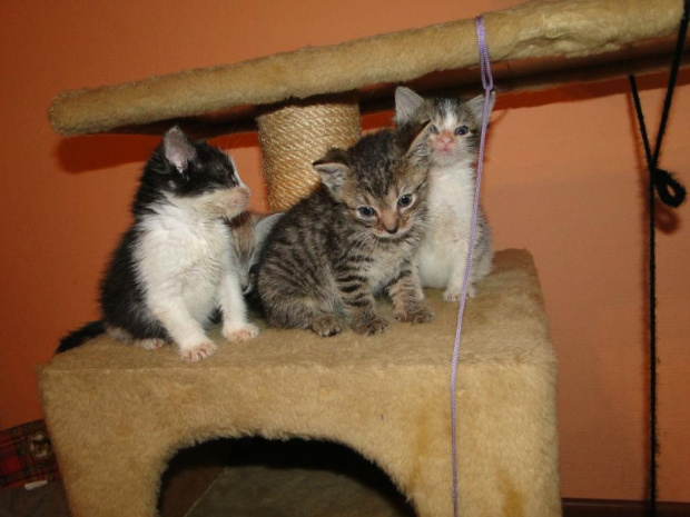 Koty do adopcji #adopcja #adopcje #Gliwice #kocięta #kot #kotki #koty #pomoc #przygarnę #schronisko #zaadoptuję #zwierzęta