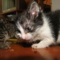 Koty do adopcji #adopcja #adopcje #Gliwice #kocięta #kot #kotki #koty #pomoc #przygarnę #schronisko #zaadoptuję #zwierzęta