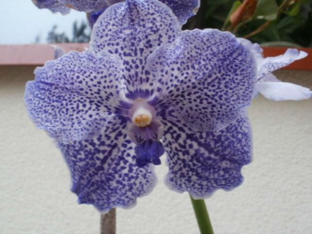 vanda