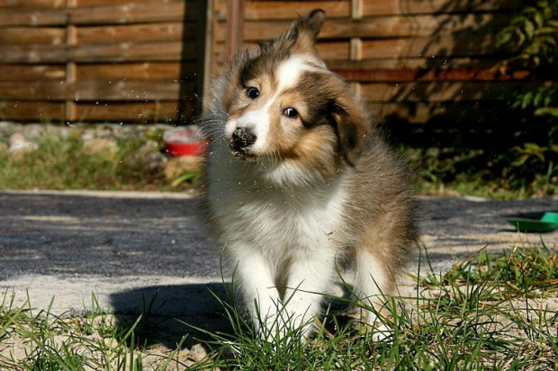 PEARL PRINCESS Z Kojca Coli #MiniColie #OwczarekSzetlandzki #sheltie #szetland