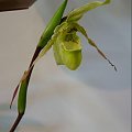 Phragmipedium