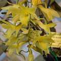 Dendrobium cerinum