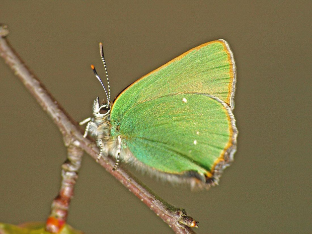 Zieleńczyk ostrężyniec (Callophrys rubi) _kiepskiej jakości -ale JEST !