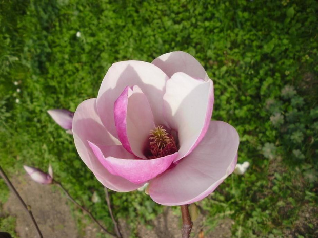 magnolia