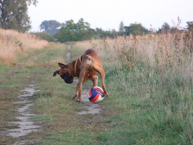 #BokserBoxer