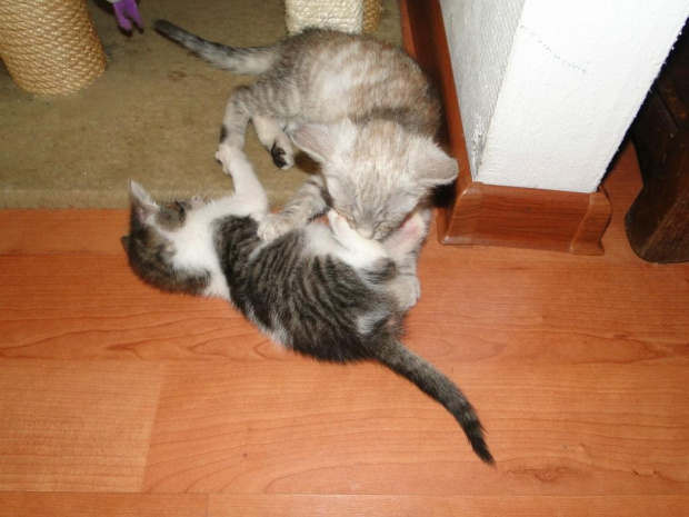 Koty do adopcji #adopcja #adopcje #Gliwice #kocięta #kot #kotki #koty #pomoc #przygarnę #schronisko #zaadoptuję #zwierzęta