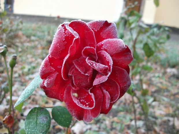 Październikowa róża :))