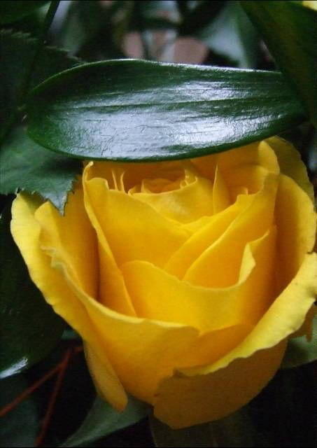 #jaba #jaba55 #kwiat #róża #roslina #natura #przyroda #flora