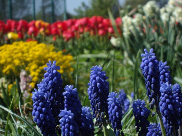 #kolor #wiosna #kwiaty #ogród #natura