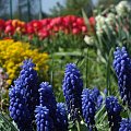 #kolor #wiosna #kwiaty #ogród #natura