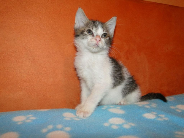 Koty do adopcji #adopcja #adopcje #Gliwice #kocięta #kot #kotki #koty #pomoc #przygarnę #schronisko #zaadoptuję #zwierzęta