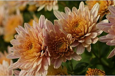 Chryzantemy... #Chryzantemy #makro #kwiaty #jesień