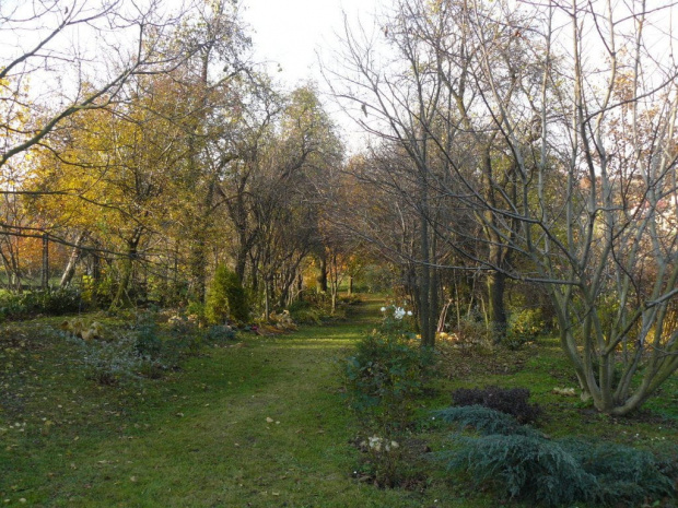 Ogród 1 listopada 2011
