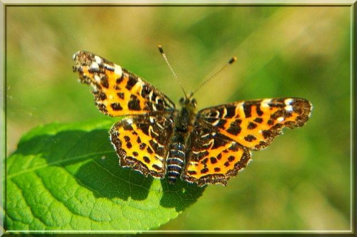 motyl prawie mi zwiał.. ;) #motyl #owad #makro #natura