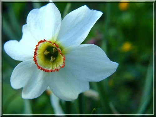 to ja narcyz się nazywam #kwiat #ogród #makro #narcyz #wiosna
