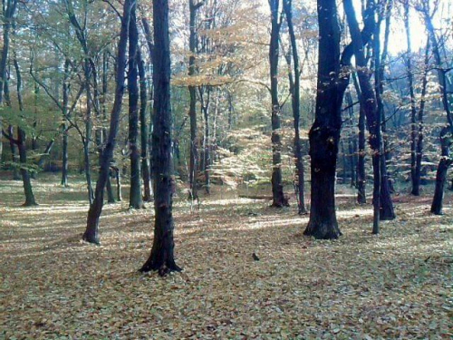Jwsień w lesie Obora w Raciborzu.