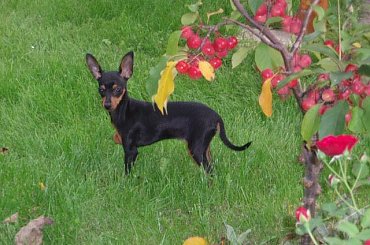 Kropka #zwierzaki #zwierzęta