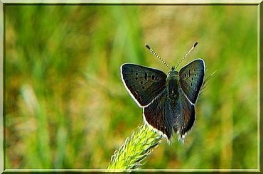 Modraszek Argus #modraszek #ModraszekArgus #motyl #makro