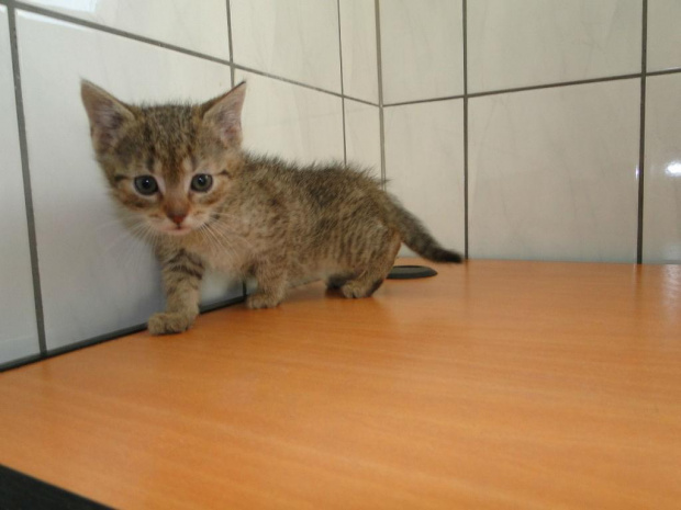 Koty do adopcji #adopcja #adopcje #Gliwice #kocięta #kot #kotki #koty #pomoc #przygarnę #schronisko #zaadoptuję #zwierzęta