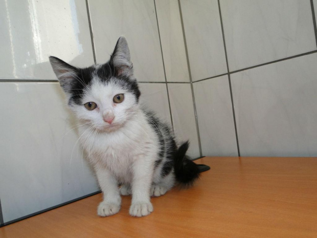 Koty do adopcji #adopcja #adopcje #Gliwice #kocięta #kot #kotki #koty #pomoc #przygarnę #schronisko #zaadoptuję #zwierzęta