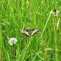 Bieszczadzki motyl #motyl #łąka #Biszczady #wiosna