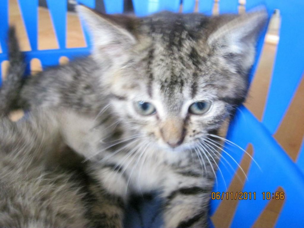 Koty do adopcji #adopcja #adopcje #Gliwice #kocięta #kot #kotki #koty #pomoc #przygarnę #schronisko #zaadoptuję #zwierzęta