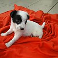 Koty do adopcji #adopcja #adopcje #Gliwice #kocięta #kot #kotki #koty #pomoc #przygarnę #schronisko #zaadoptuję #zwierzęta