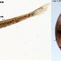 C. habrosus