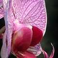 #falek #orchidea