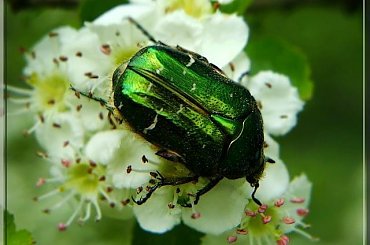 klejnocik;) #chrząszcz #żuk #makro #owad #natura