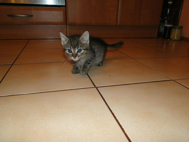 Koty do adopcji #adopcja #adopcje #Gliwice #kocięta #kot #kotki #koty #pomoc #przygarnę #schronisko #zaadoptuję #zwierzęta