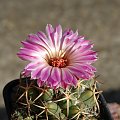 Coryphantha elephantidens