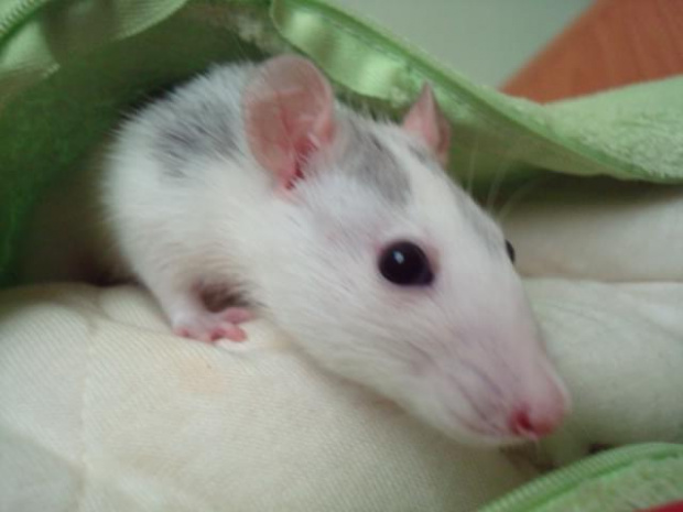 Poduchowa Sesja