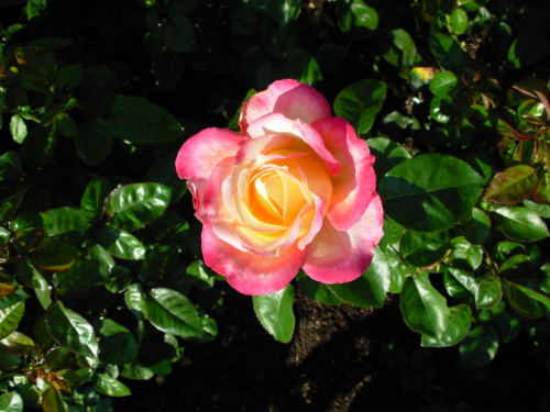 róża z ogrodu różanego-cały ogród botaniczny był podzielony na różne ogrody-japoński,angielski,różany itd-ja niestety nie zobaczyłam wszystkich #OgrodBotanicznyChicago