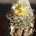 Turbinicarpus flaviflorus