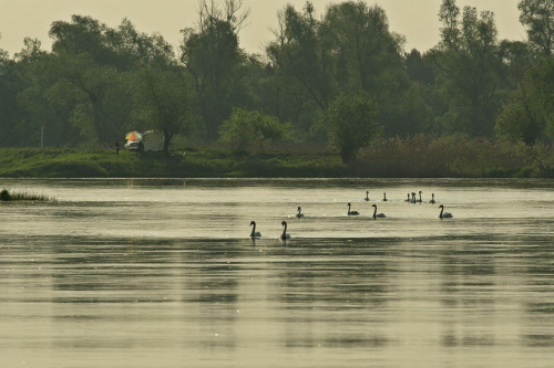 #łabędzie #Odra #rzeka
