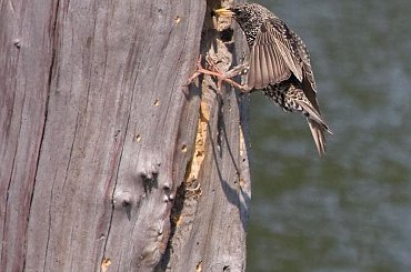 #szpak #ptaki #przyroda #natura