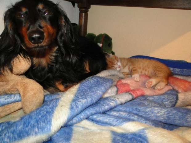 Koty do adopcji #adopcja #adopcje #Gliwice #kocięta #kot #kotki #koty #pomoc #przygarnę #schronisko #zaadoptuję #zwierzęta