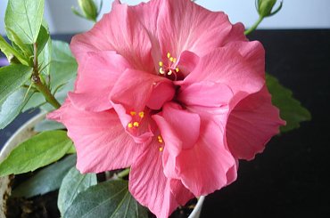 Moja kochana jednoroczka różyczka #hibiskus #RóżaHińska