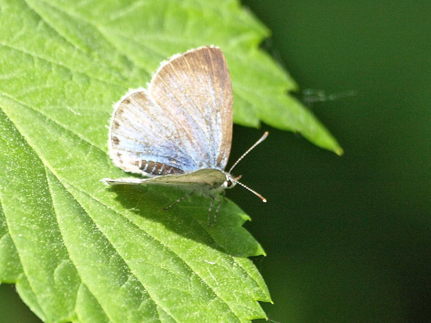 Modraszek wieszczek (Celastrina argiolus) #ModraszekWieszczek