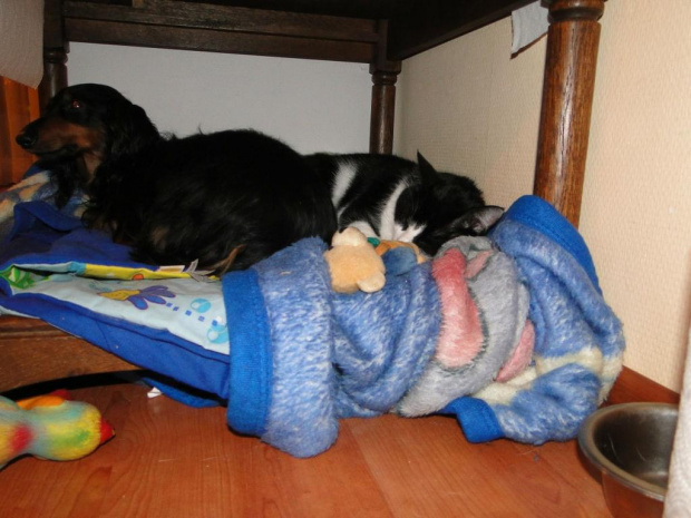 Koty do adopcji #adopcja #adopcje #Gliwice #kocięta #kot #kotki #koty #pomoc #przygarnę #schronisko #zaadoptuję #zwierzęta