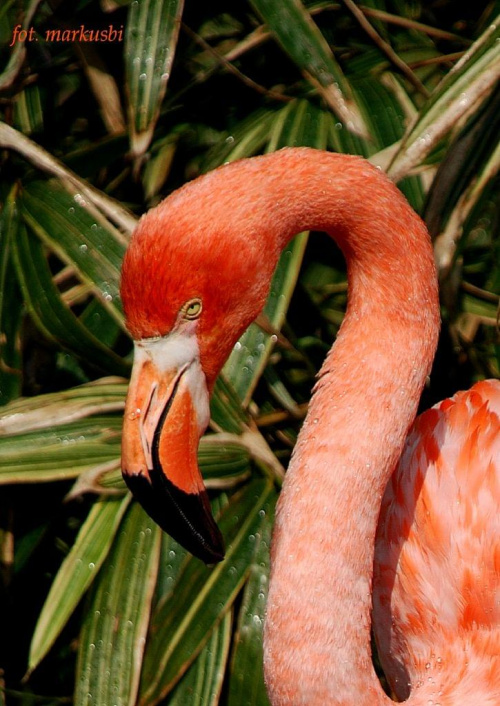 flamingi zoo Ostrava... #ptaki #zoo