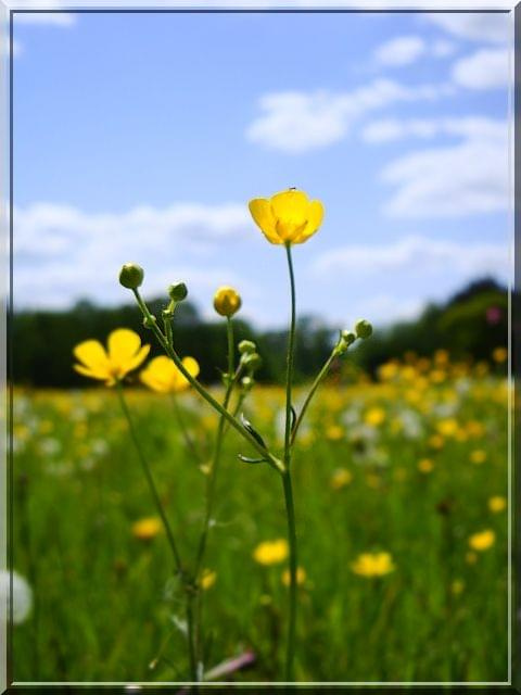 majowa łąka;D #kwiat #łąka #maj #makro