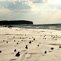 plaża mew #plaża #mewy