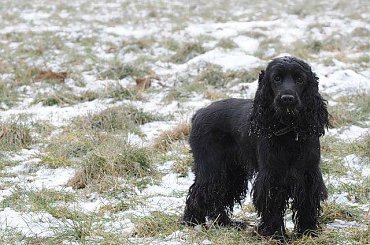 :) #boisko #Luna #łąka #pies #śnieg #zima