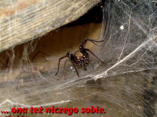 Tegenaria atrica - Kątnik większy #PająkKatnik
