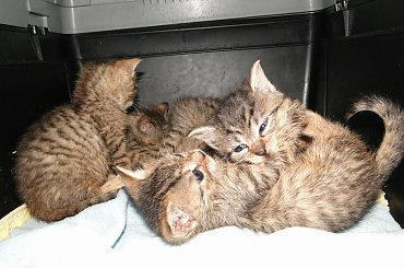 Koty do adopcji #adopcja #adopcje #Gliwice #kocięta #kot #kotki #koty #pomoc #przygarnę #schronisko #zaadoptuję #zwierzęta